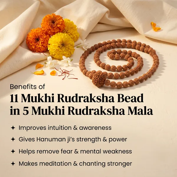 Classic_11_Mukhi_Rudraksha_Bead_In_5_Mukhi_Rudraksha_Mala_|_Balance_&_Protection