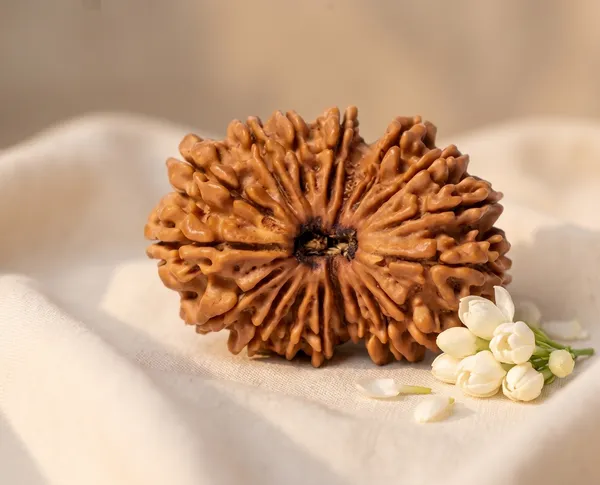 Classic_Nepal_Origin_17_Mukhi_Rudraksha_17Mm_To_22Mm_|_Balance_&_Protection