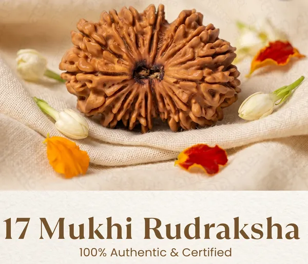 Classic_Nepal_Origin_17_Mukhi_Rudraksha_17Mm_To_22Mm_|_Balance_&_Protection