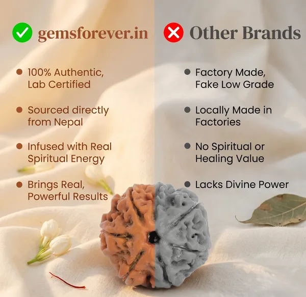 Divine_Nepal_Origin_6_Mukhi_Rudraksha_17Mm_To_22Mm_Without_Silver_Capping_|_Balance_&_Protection