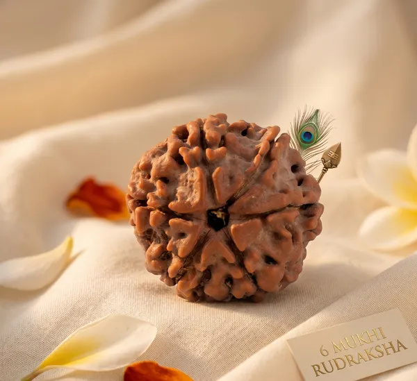 Divine_Nepal_Origin_6_Mukhi_Rudraksha_17Mm_To_22Mm_Without_Silver_Capping_|_Balance_&_Protection