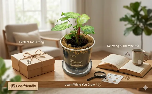 Brownfeed_Recycled_Diy_Grow_It_Yourself_Planter_Kit_With_Seeds_-_Pack_of_2