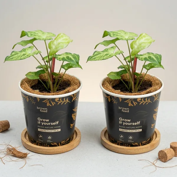 Brownfeed_Recycled_Diy_Grow_It_Yourself_Planter_Kit_With_Seeds_-_Pack_of_2
