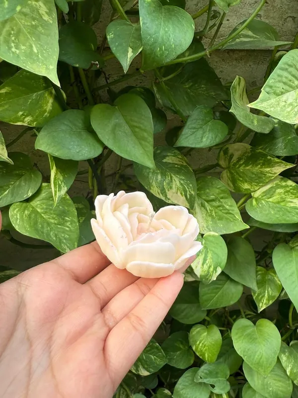 Rose_Scented_Candle_Pack_Of_2