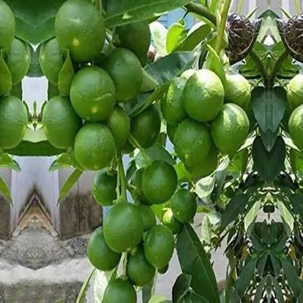 Pack_Of_2_Green_Hybrid_Lemon_Plant_Grafted_Nimbu_Combo