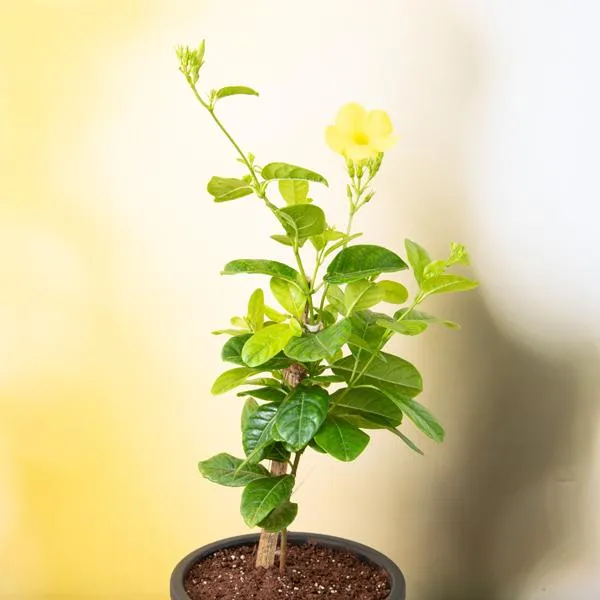 Allamanda_Yellow_Creeper_Plant_Outdoor