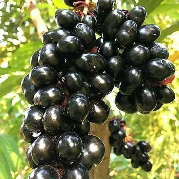 Pack_Of_2_Sweet_Hybrid_Black_Jamun_Fruit_Plant_Combo