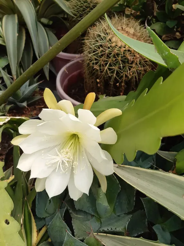 Brahma_Kamal_White_Flowering_Plant