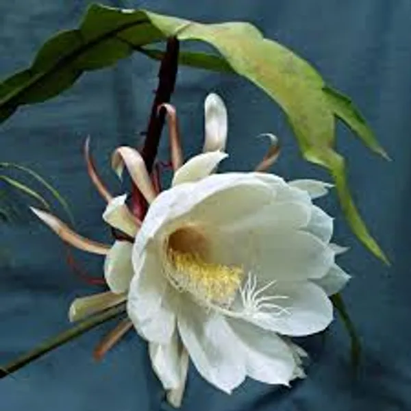 Brahma_Kamal_White_Flowering_Plant