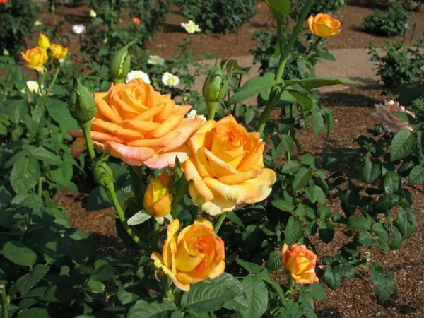 Gold_Medal_Rose