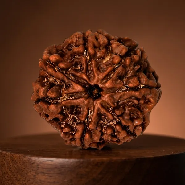 Brown_7_Mukhi_Rudraksha_Seed