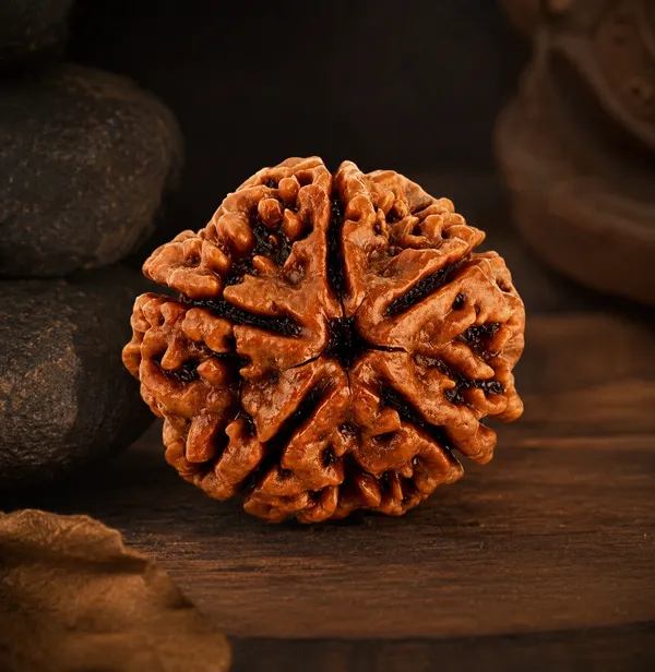 Brown_5_Mukhi_Rudraksha_Seed_Bead