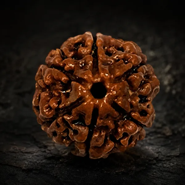 Brown_6_Mukhi_Rudraksha_Seed_Bead