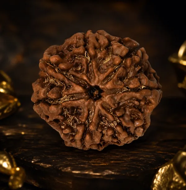 Brown_7_Mukhi_Rudraksha_Seed