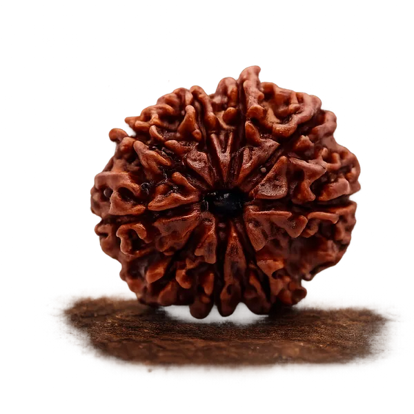 Brick_Red_9_Mukhi_Rudraksha_Seed