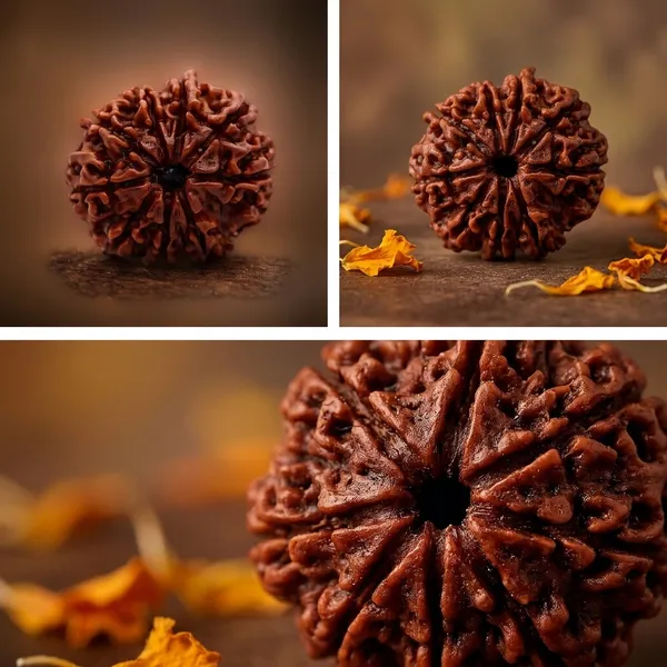 Brick_Red_9_Mukhi_Rudraksha_Seed