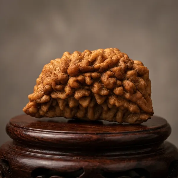 Brown_1_Mukhi_Rudraksha_Seed