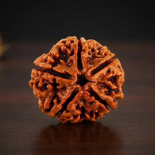 Brown_5_Mukhi_Rudraksha_Seed_Bead