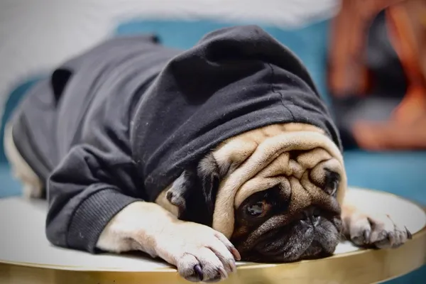 Black_Cotton_Pullover_Hoodie_For_Dogs