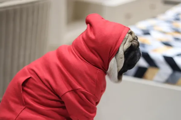 Red_Cotton_Pullover_Hoodie_For_Dogs
