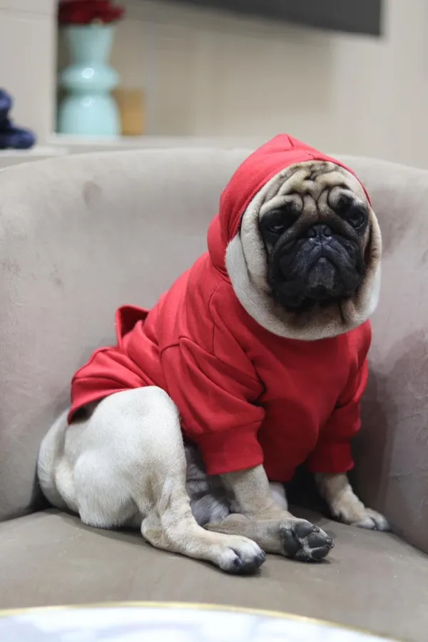 Red_Cotton_Pullover_Hoodie_For_Dogs