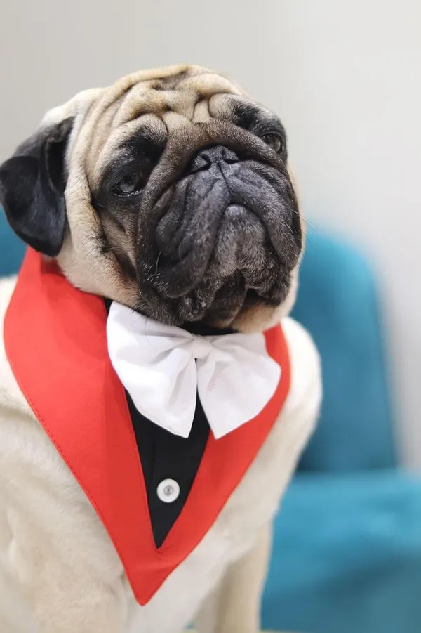 Black_White_Cotton_Tuxedo_Suit_And_Bandana_Set_For_Dogs