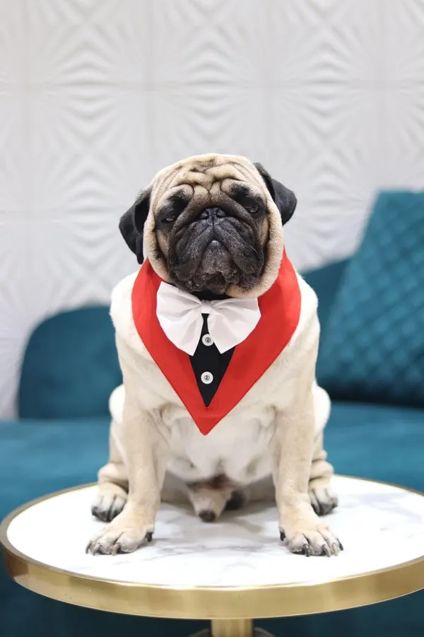 Black_White_Cotton_Tuxedo_Suit_And_Bandana_Set_For_Dogs