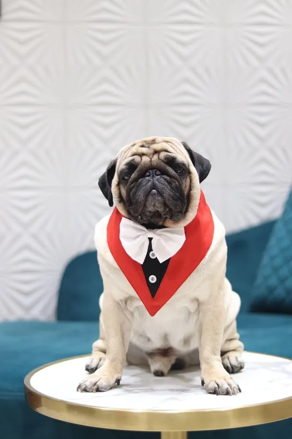 Black_White_Cotton_Tuxedo_Suit_And_Bandana_Set_For_Dogs
