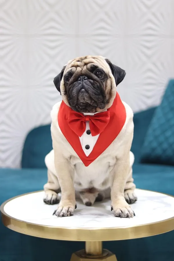 White_Red_Cotton_Tuxedo_And_Bandana_Set_For_Dogs