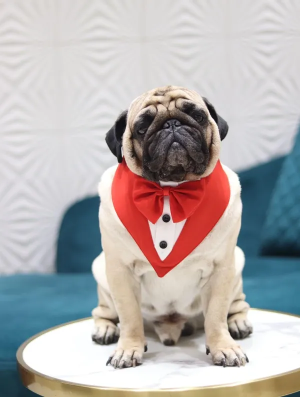 White_Red_Cotton_Tuxedo_And_Bandana_Set_For_Dogs