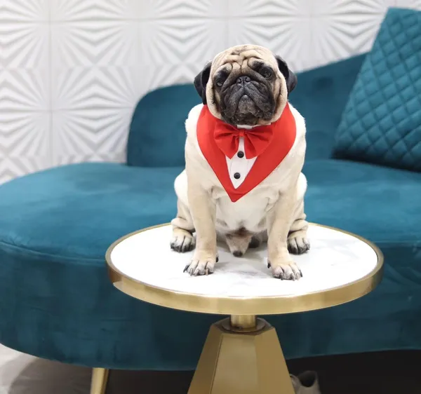 White_Red_Cotton_Tuxedo_And_Bandana_Set_For_Dogs