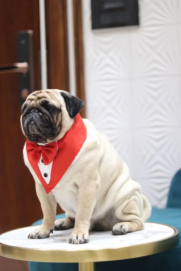 White_Red_Cotton_Tuxedo_And_Bandana_Set_For_Dogs
