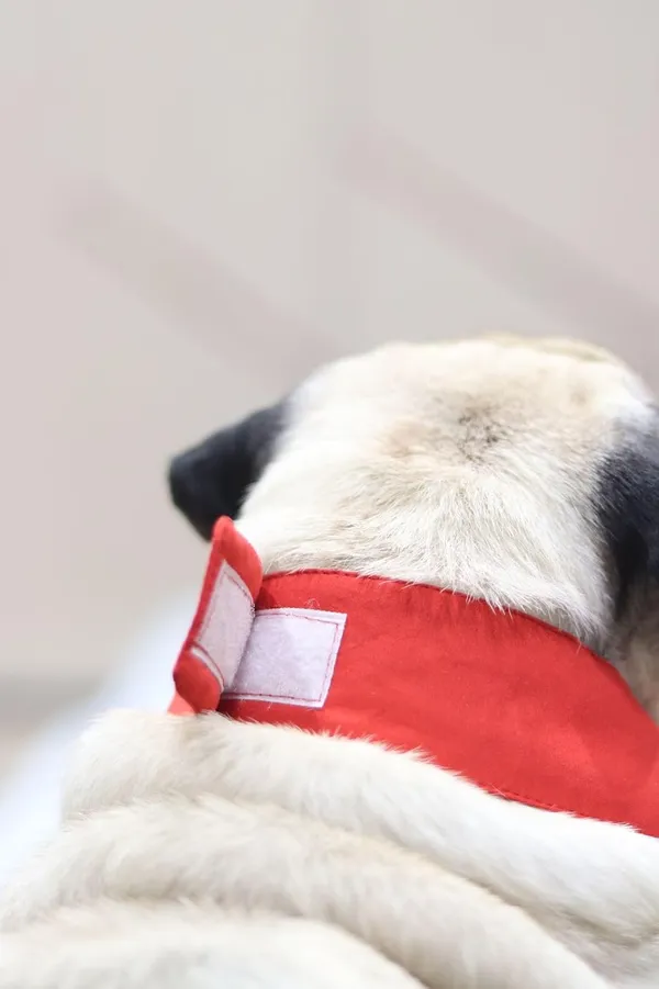 White_Red_Cotton_Tuxedo_And_Bandana_Set_For_Dogs