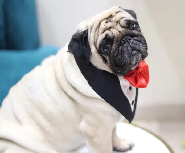 Dog_Tuxedo_And_Bandana_Set