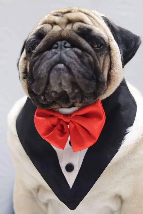 Dog_Tuxedo_And_Bandana_Set