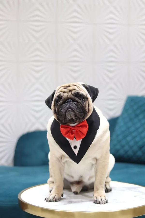 Dog_Tuxedo_And_Bandana_Set