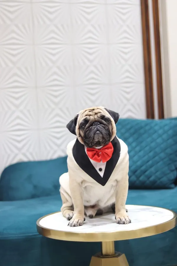 Dog_Tuxedo_And_Bandana_Set
