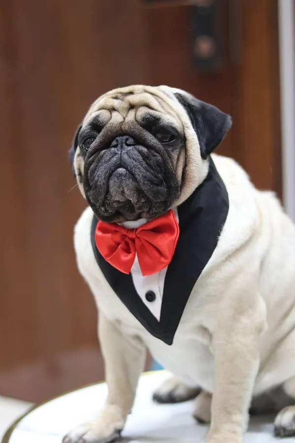 Dog_Tuxedo_And_Bandana_Set