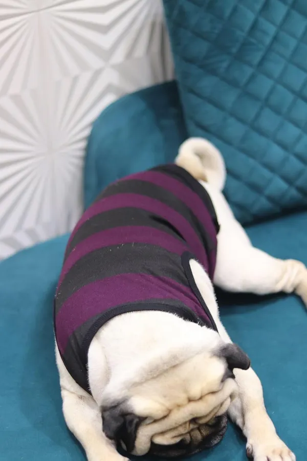 Wine_Cotton_Sleeveless_Tank_Top_For_Dogs