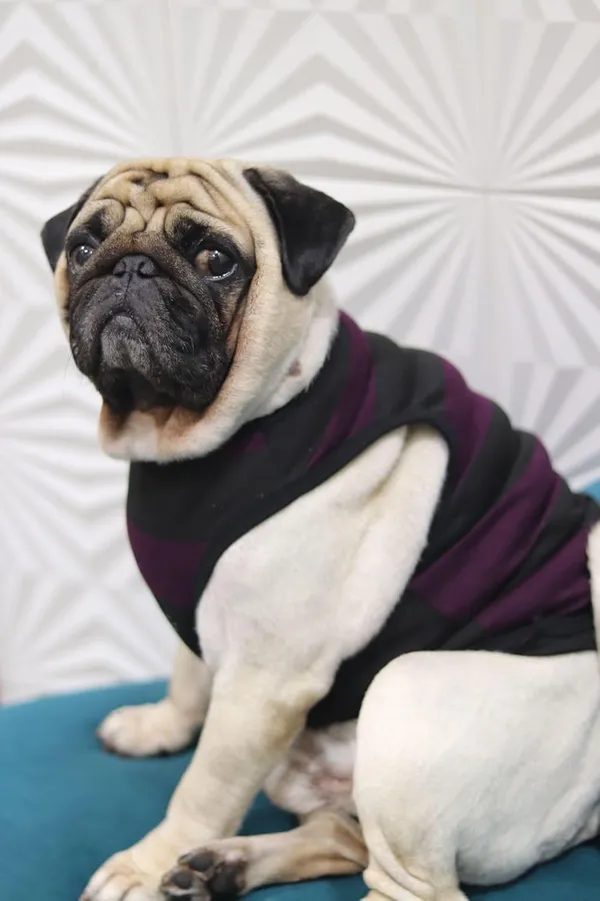 Wine_Cotton_Sleeveless_Tank_Top_For_Dogs