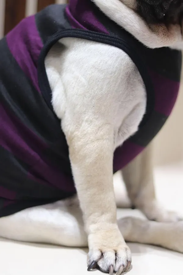 Wine_Cotton_Sleeveless_Tank_Top_For_Dogs