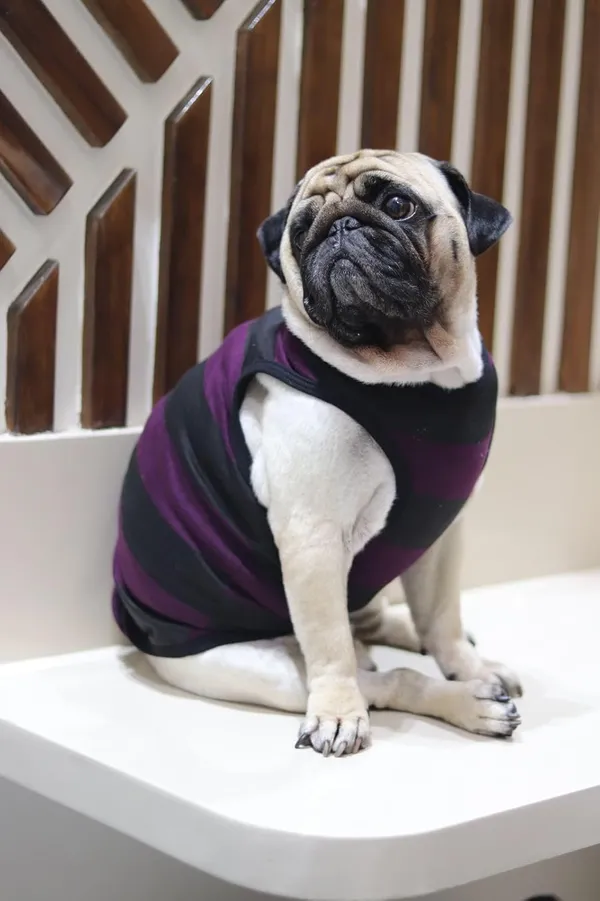Wine_Cotton_Sleeveless_Tank_Top_For_Dogs