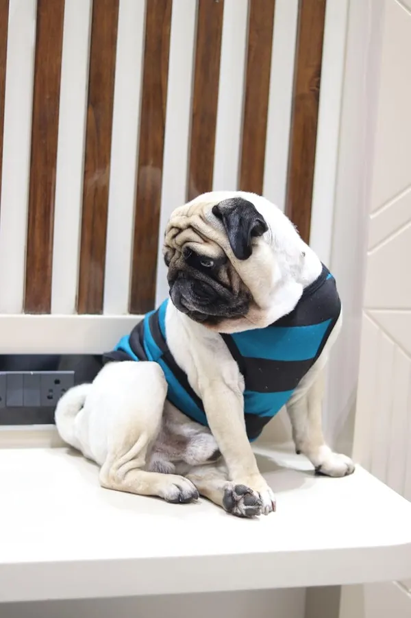 Green_Cotton_Sleeveless_Tank_Top_For_Dogs