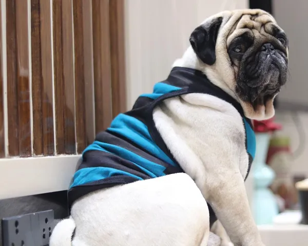 Green_Cotton_Sleeveless_Tank_Top_For_Dogs