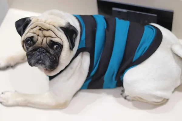 Green_Cotton_Sleeveless_Tank_Top_For_Dogs