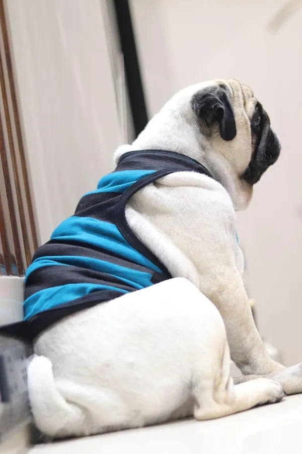 Green_Cotton_Sleeveless_Tank_Top_For_Dogs