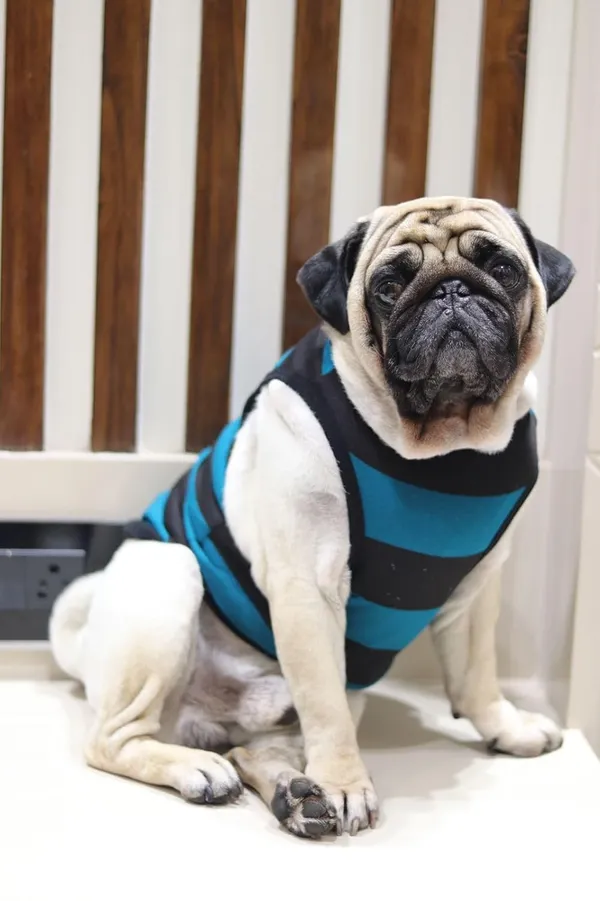 Green_Cotton_Sleeveless_Tank_Top_For_Dogs