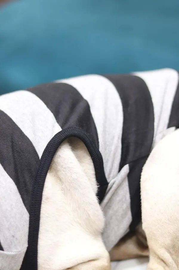 Grey_Cotton_Sleeveless_Tank_Top_For_Dogs