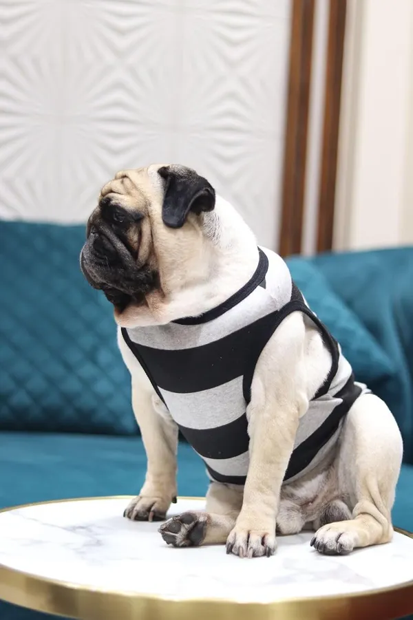 Grey_Cotton_Sleeveless_Tank_Top_For_Dogs