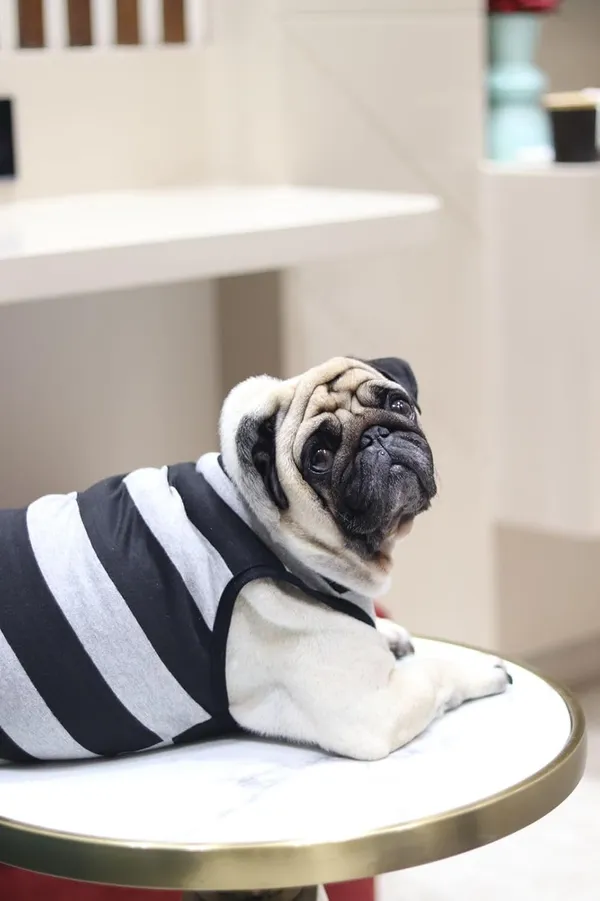 Grey_Cotton_Sleeveless_Tank_Top_For_Dogs